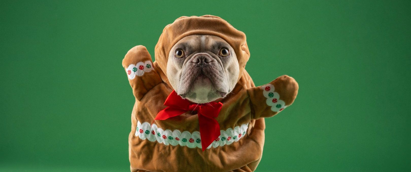 a dog dressed up as a gingerbread man at The Ellwood at Lake Travis