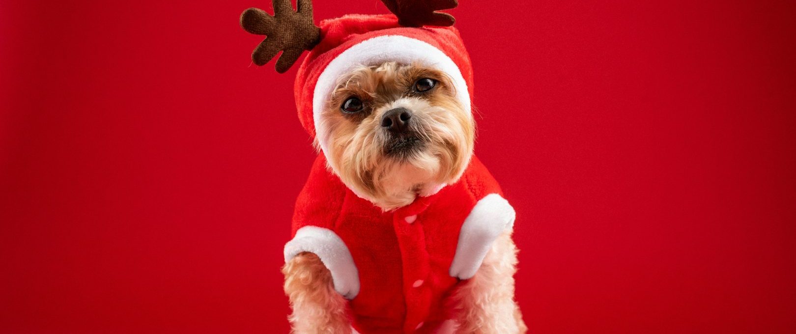 a small dog dressed in a reindeer outfit at The Ellwood at Lake Travis